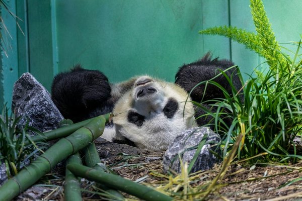 Comment préparer un itinéraire de camping pour une expédition d'observation des pandas géants au Sichuan?